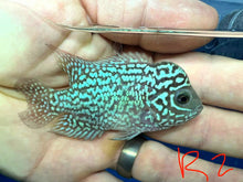 Load image into Gallery viewer, Kamfa Flowerhorn Cichlid (Cichlasoma sp)

