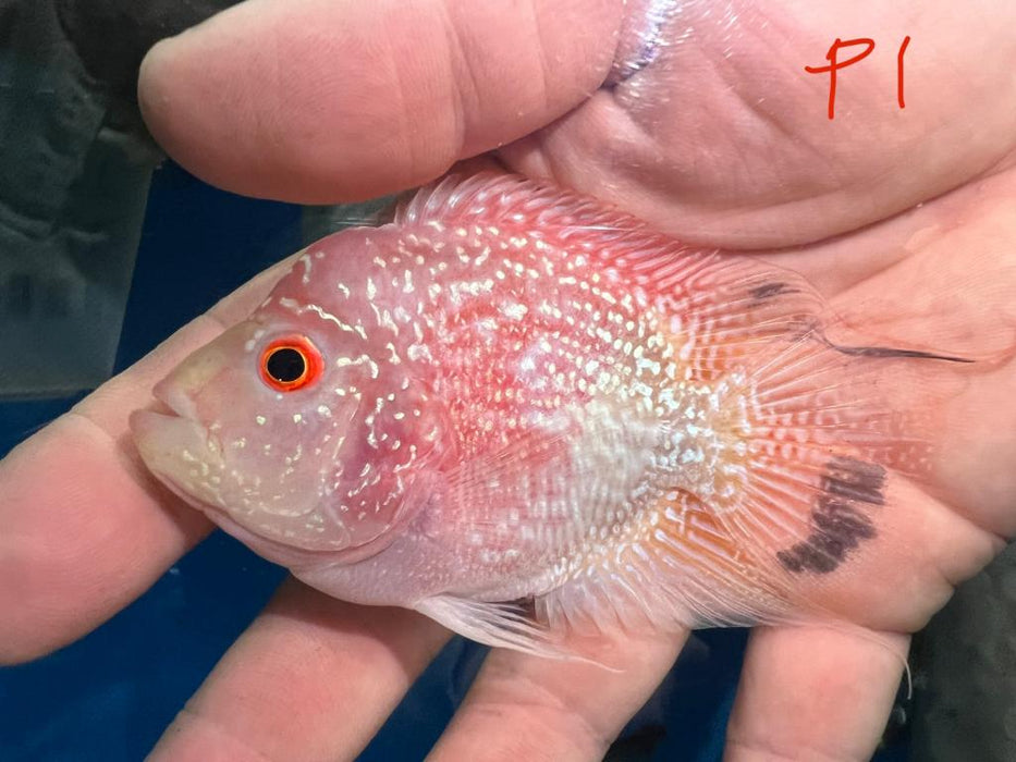 Golden Red Pearl Flowerhorn Parrot Cichlid (Cichlasoma trimaculatum sp)
