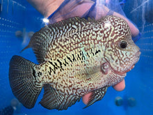 Load image into Gallery viewer, Kamfa Flowerhorn Cichlid (Cichlasoma sp)
