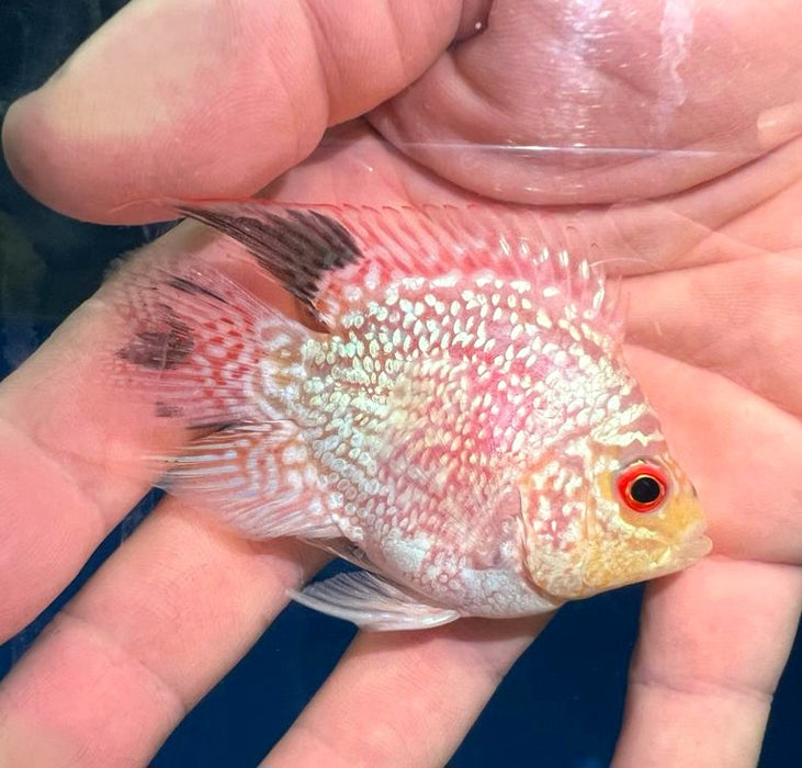 Golden Red Pearl Flowerhorn Parrot Cichlid (Cichlasoma trimaculatum sp)