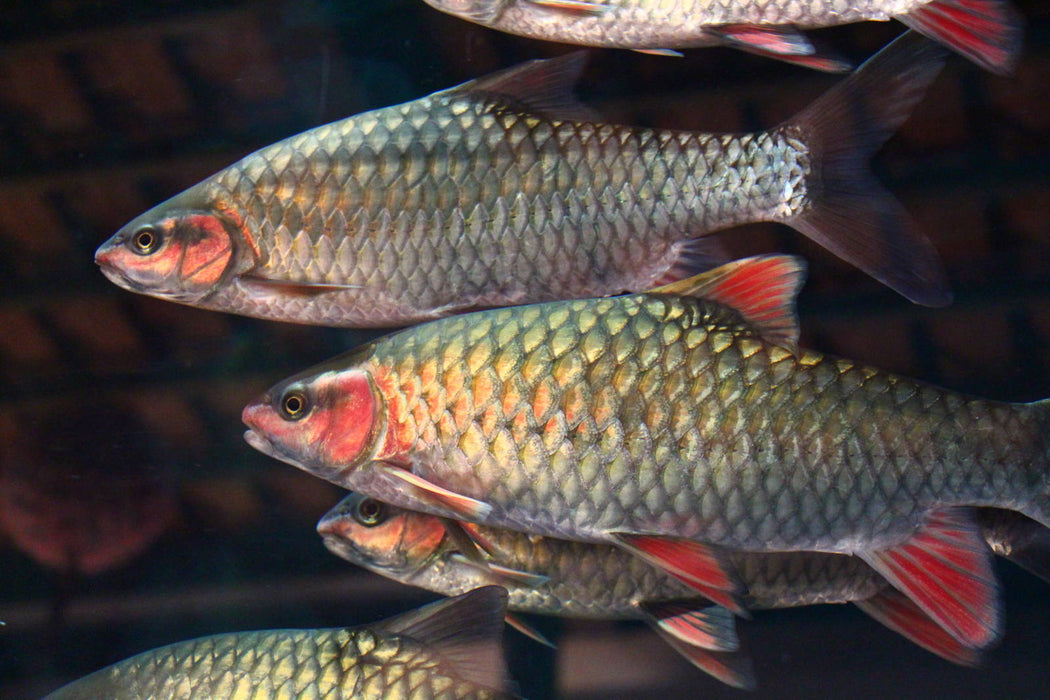 Red Phoenix Barb (Spinibarbus denticulatus)