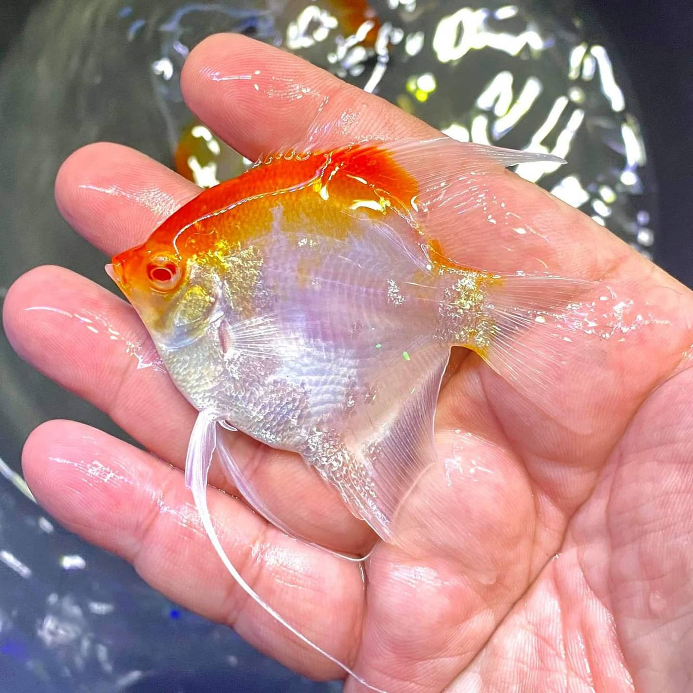 Albino Red Cap Angelfish (Pterophyllum scalare) — Predatory Fins