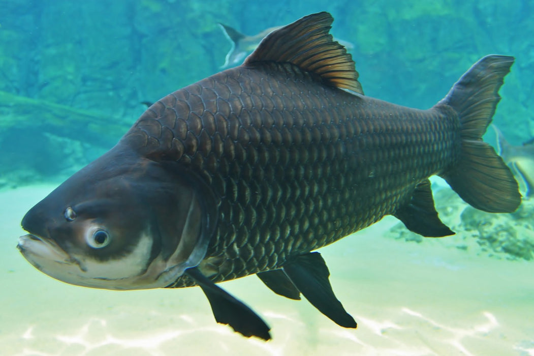Siamese Giant Barb (Catlocarpio siamensis)