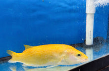 Load image into Gallery viewer, Golden / White Mandarin Perch (Siniperca scherzeri)
