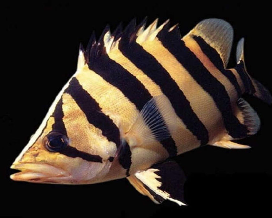 Indo Datnoid Tiger Fish (Datnioides microlepis)