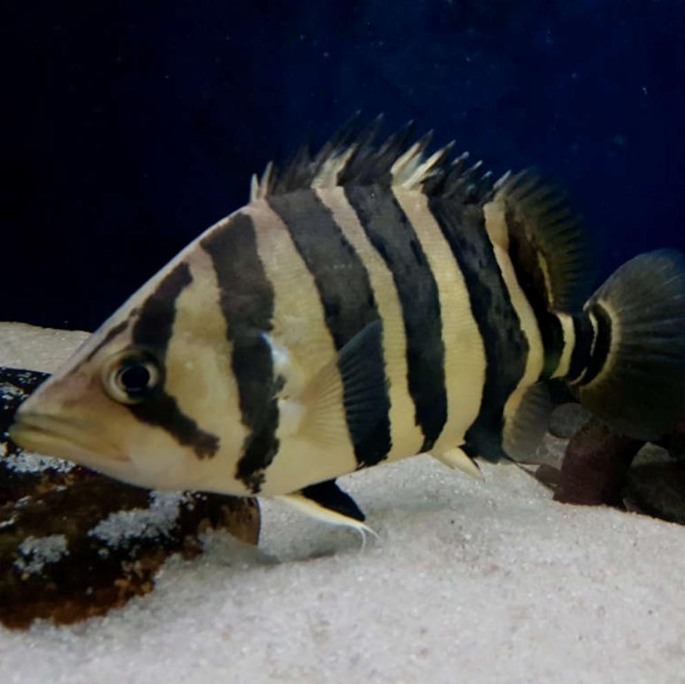 Indo Datnoid Tiger Fish (Datnioides microlepis)