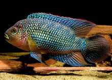 Load image into Gallery viewer, Jack Dempsey Cichlid (Rocio octofasciata)
