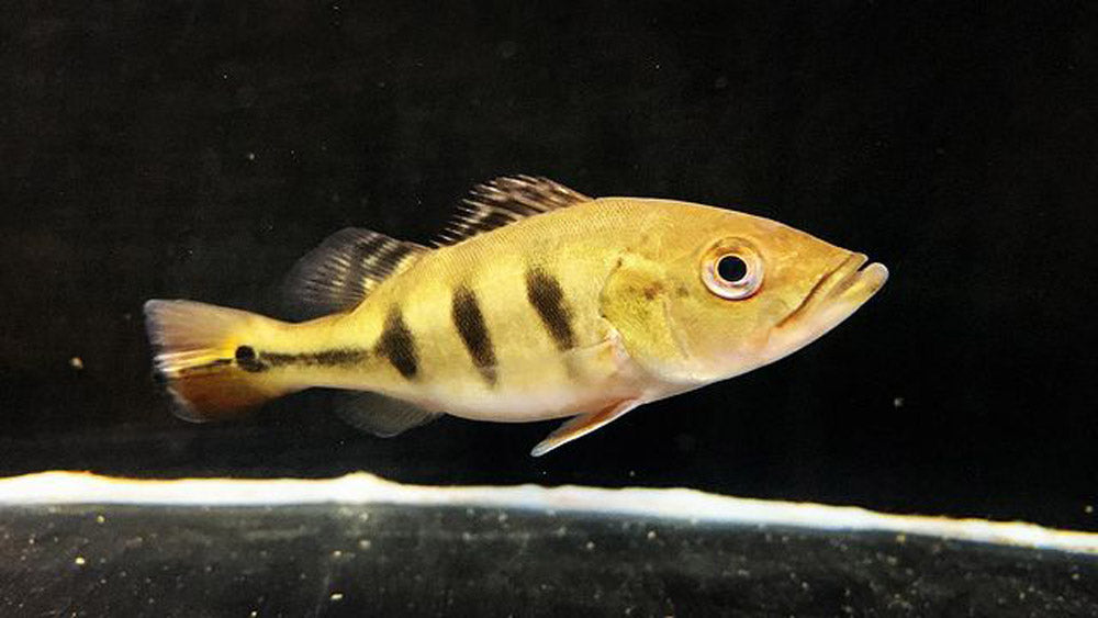 Wild Kelberi Peacock Bass (Cichla kelberi)