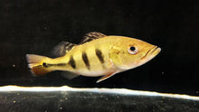 Load image into Gallery viewer, Wild Kelberi Peacock Bass (Cichla kelberi)

