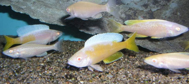 Albino Jumbo Kitumba Cichlid (Cyprichromis Leptosoma)