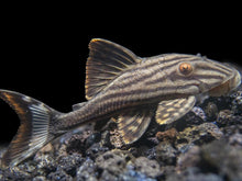 Load image into Gallery viewer, L190 Royal Pleco (Panaque nigrolineatus)
