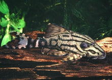 Load image into Gallery viewer, L191 Broken Line Royal Pleco (Panaque nigrolineatus)
