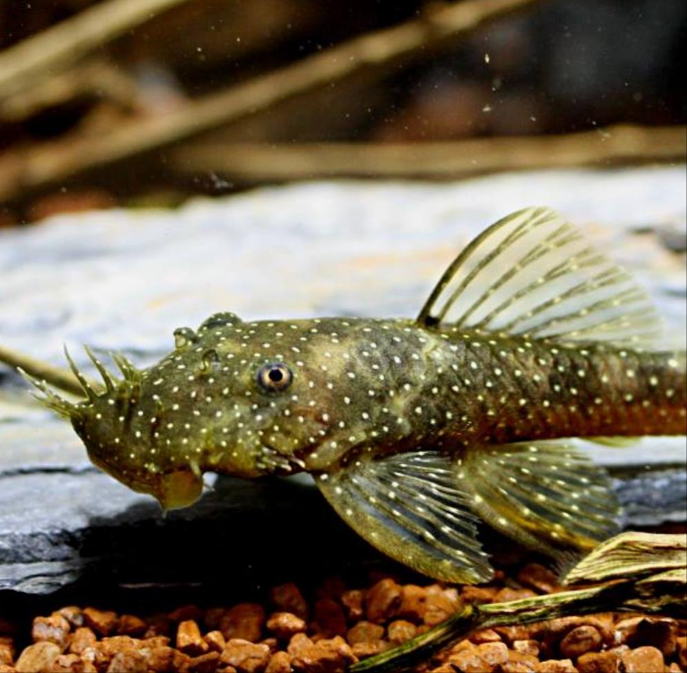 L032 Aguaboa Bushynose Pleco (Ancistrus aguaboensis) – Predatory Fins