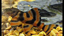 Load image into Gallery viewer, L397 Alenquer Tiger Pleco (Panaqolus sp.)
