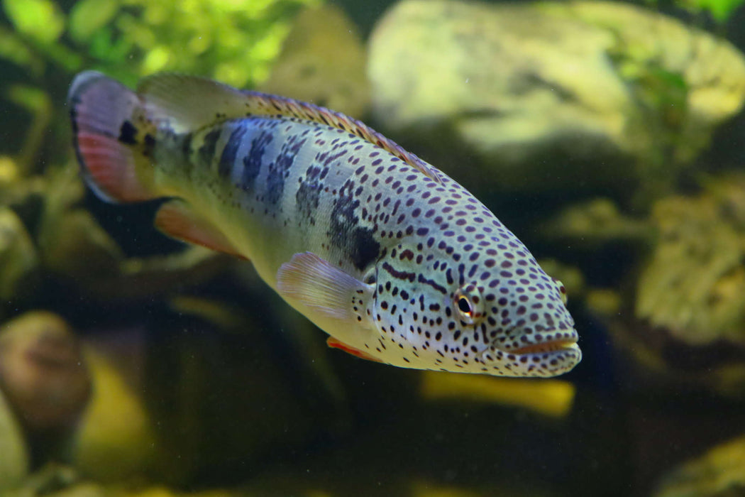 Lenticulata Pike Cichlid (Crenicichla lenticulata)