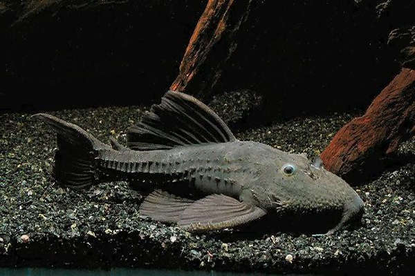 Armored Catfish (Pseudacanthicus histrix)
