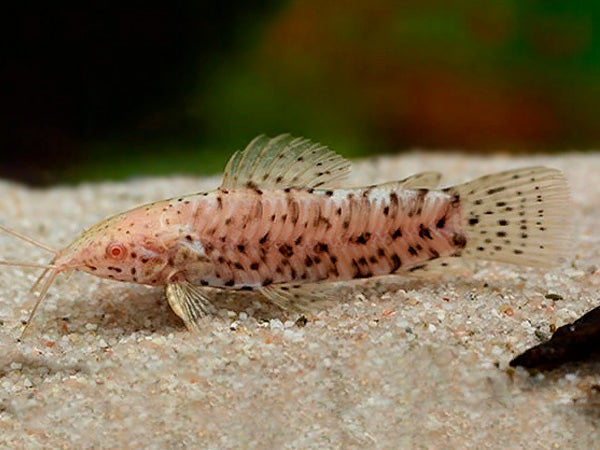 Albino Marbled Hoplo Catfish (Megalechis thoracata)