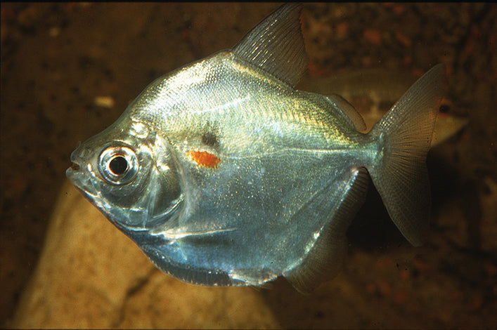 MYLEUS / PACU — Predatory Fins