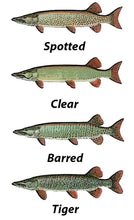 Load image into Gallery viewer, Tiger Muskie (Esox sp)

