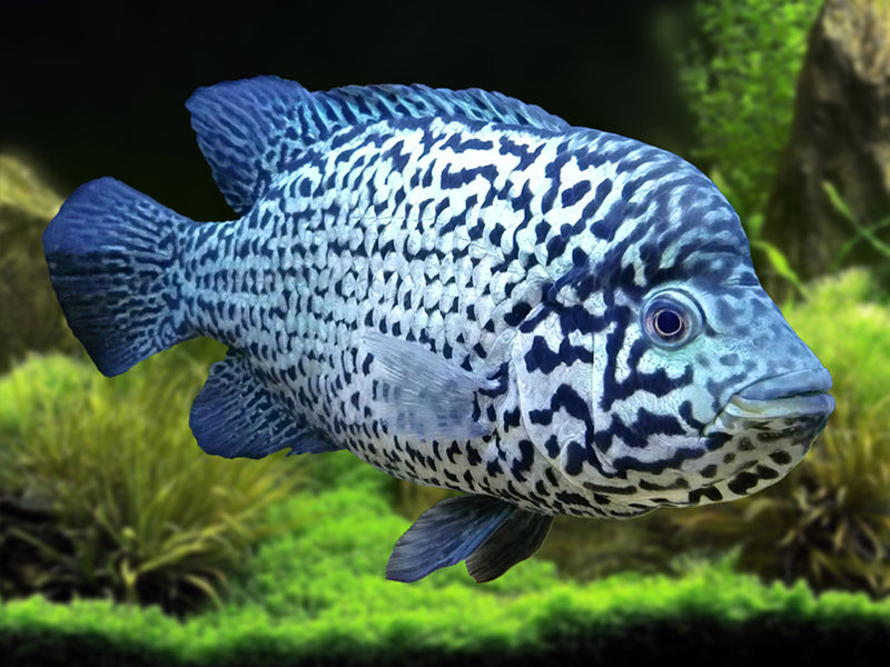 Cuban Cichlid (Nandopsis tetracanthus)