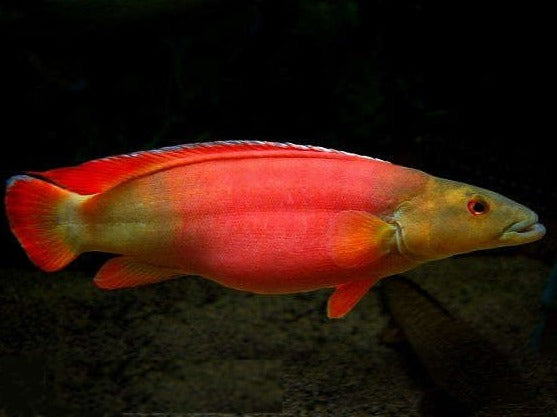 Xingu Pike Cichlid (Crenicichla xingu sp)