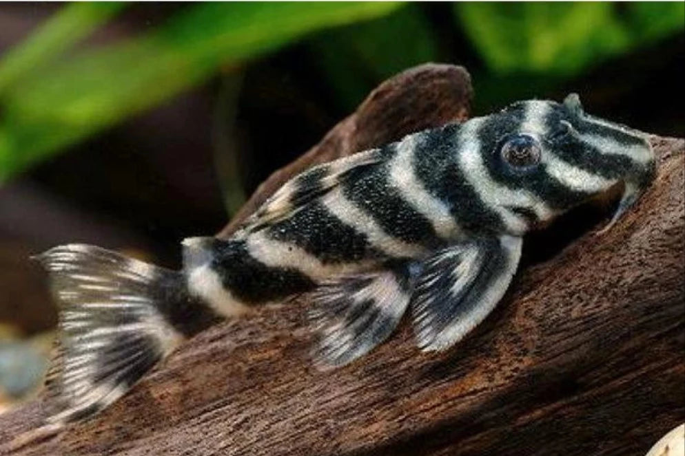 L199 Yellow Zebra Pleco (Hypancistrus furunculus)