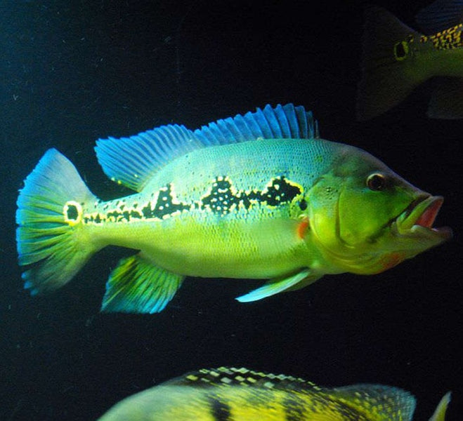 Wild Orinoco Peacock Bass (Cichla orinocensis) — Predatory Fins