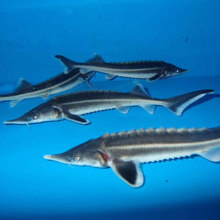 Sterlet Sturgeon (Acipenser ruthenus)