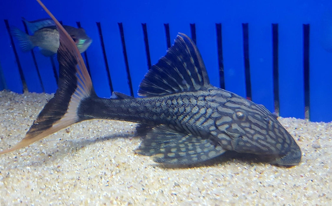 L090 Papa Lyretail Pleco (Panaque bathyphilus)