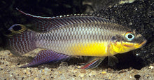 Load image into Gallery viewer, Yellow Belly Kribensis Cichlid (Pelvicachromis pulcher)
