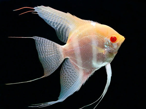 Albino Red Back Manacapuru Angelfish (Pterophyllum scalare)