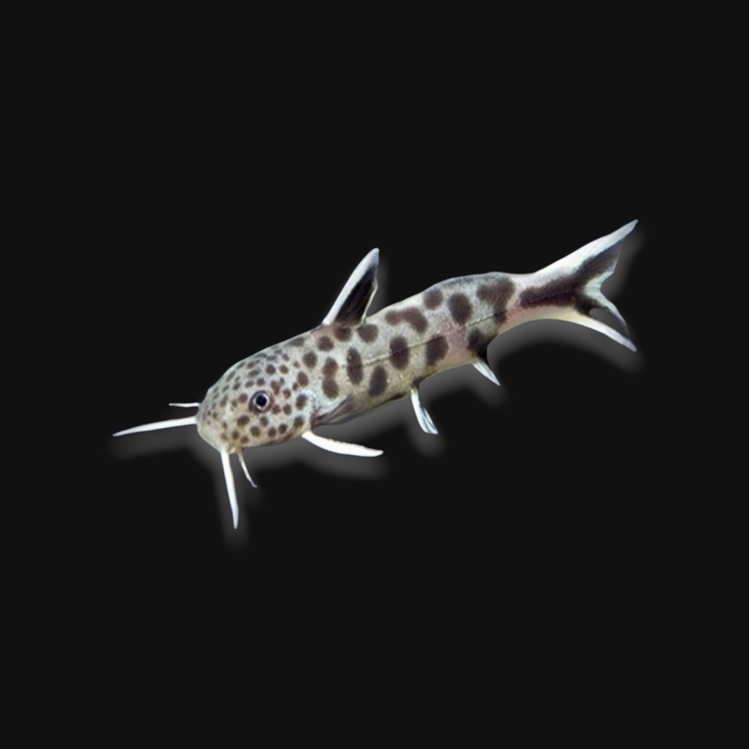 Dwarf Cuckoo Leopard Catfish (Synodontis petricola)