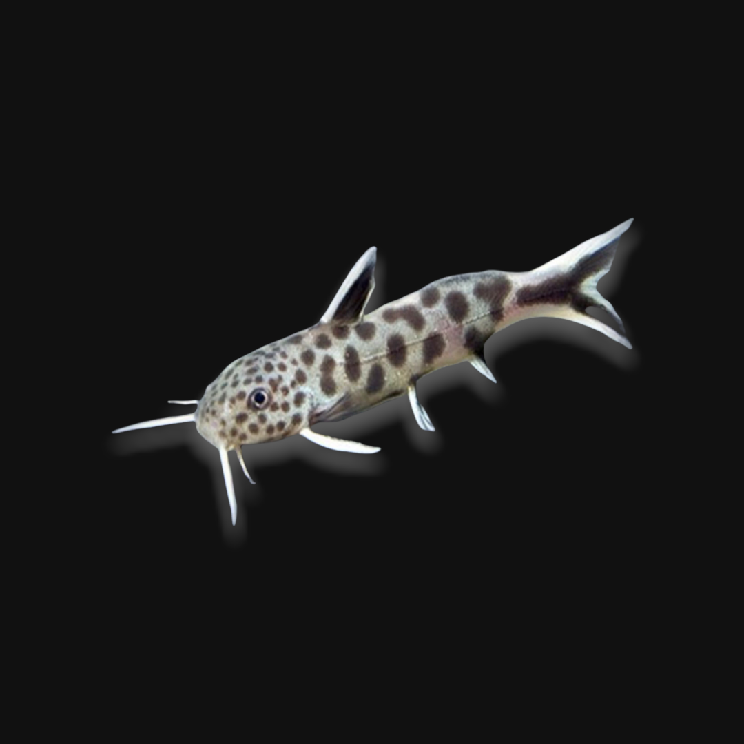 Leaopard Ribsaw Leopard Catfish Synodontis Flavitaeniatus Cat