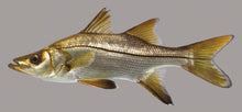Load image into Gallery viewer, Snook (Centropomus undecimalis)
