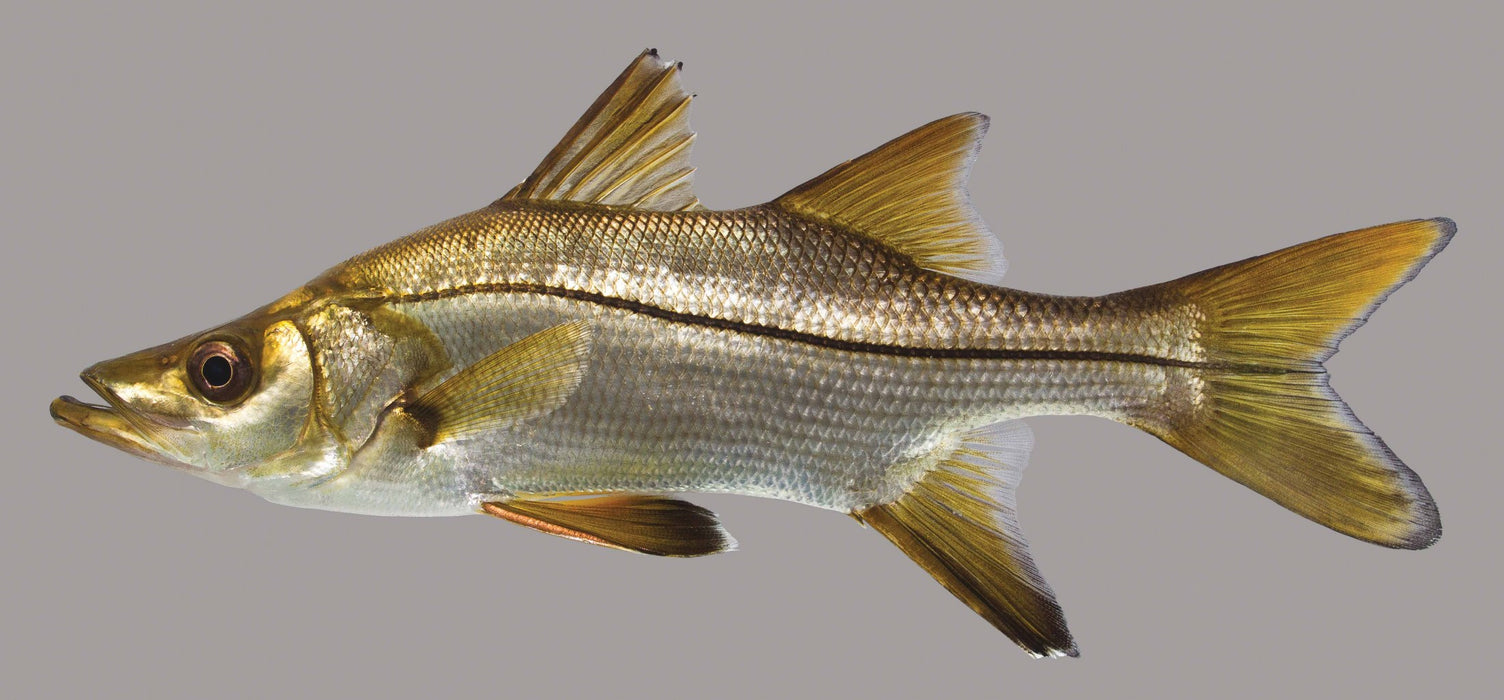 Snook (Centropomus undecimalis)