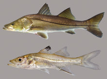 Load image into Gallery viewer, Snook (Centropomus undecimalis)
