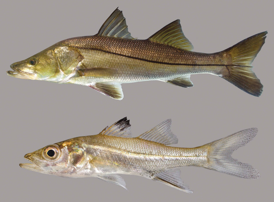 Snook (Centropomus undecimalis)