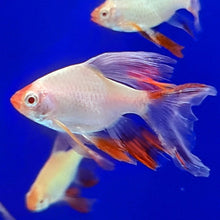 Load image into Gallery viewer, Platinum Longfin Tiger Barb (Puntius tetrazona)
