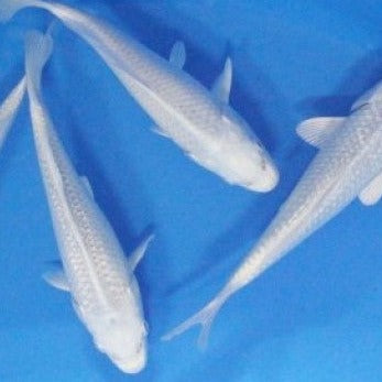 Platinum Ogon Japanese Koi Fish (Cyprinus carpio)