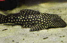 Load image into Gallery viewer, Sertanejo Sailfin Pleco (Hypostomus sertanejo)

