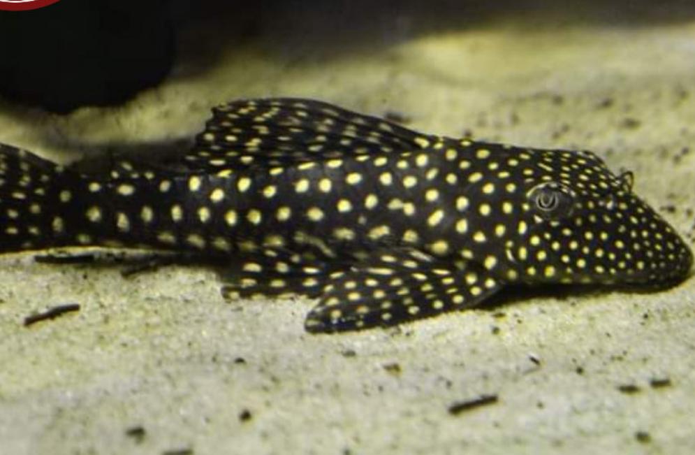 Sertanejo Sailfin Pleco (Hypostomus sertanejo)