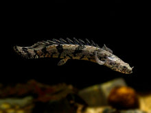 Load image into Gallery viewer, Endlicheri Bichir (Polypterus endlicheri)
