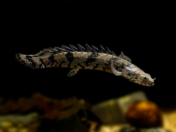 Endlicheri Bichir (Polypterus endlicheri)