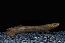 Load image into Gallery viewer, Mokelembembe Bichir (Polypterus mokelembembe)
