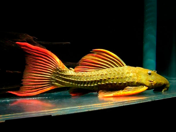 L024 Redfin Cactus Pleco (Pseudacanthicus pitanga)