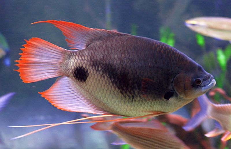 Giant Red Tail Gourami (Osphronemus laticlavius)