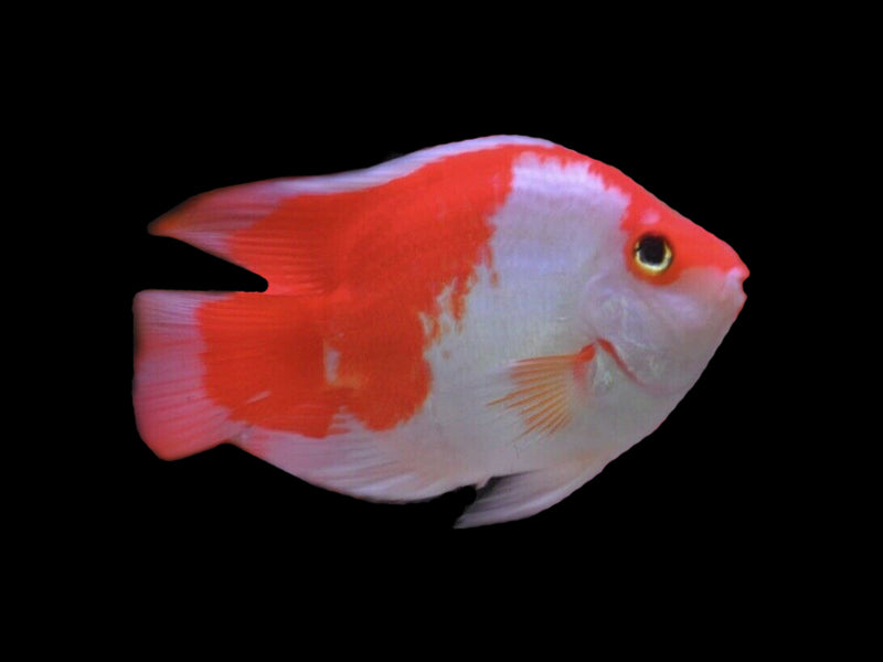 Red and White Parrot Cichlid (Cichlasoma sp)