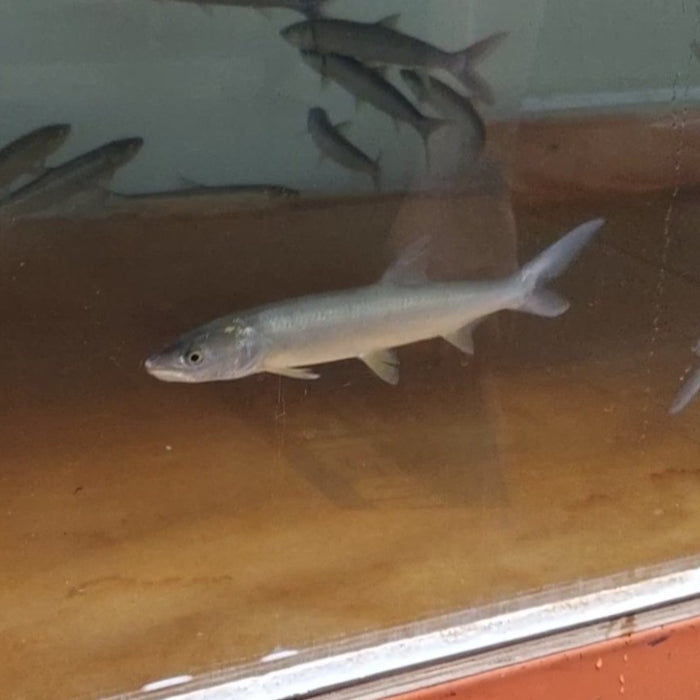 Yellowcheek Bambusa (Elopichthys bambusa)