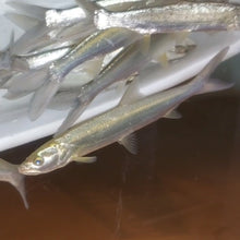 Load image into Gallery viewer, Yellowcheek Bambusa (Elopichthys bambusa)
