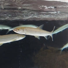 Load image into Gallery viewer, Yellowcheek Bambusa (Elopichthys bambusa)

